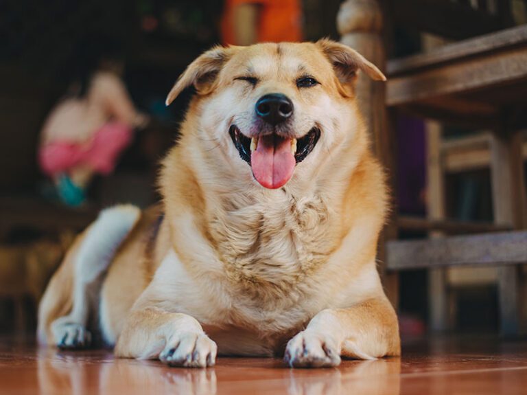 Dogs & Storks® / Dogs & Toddlers