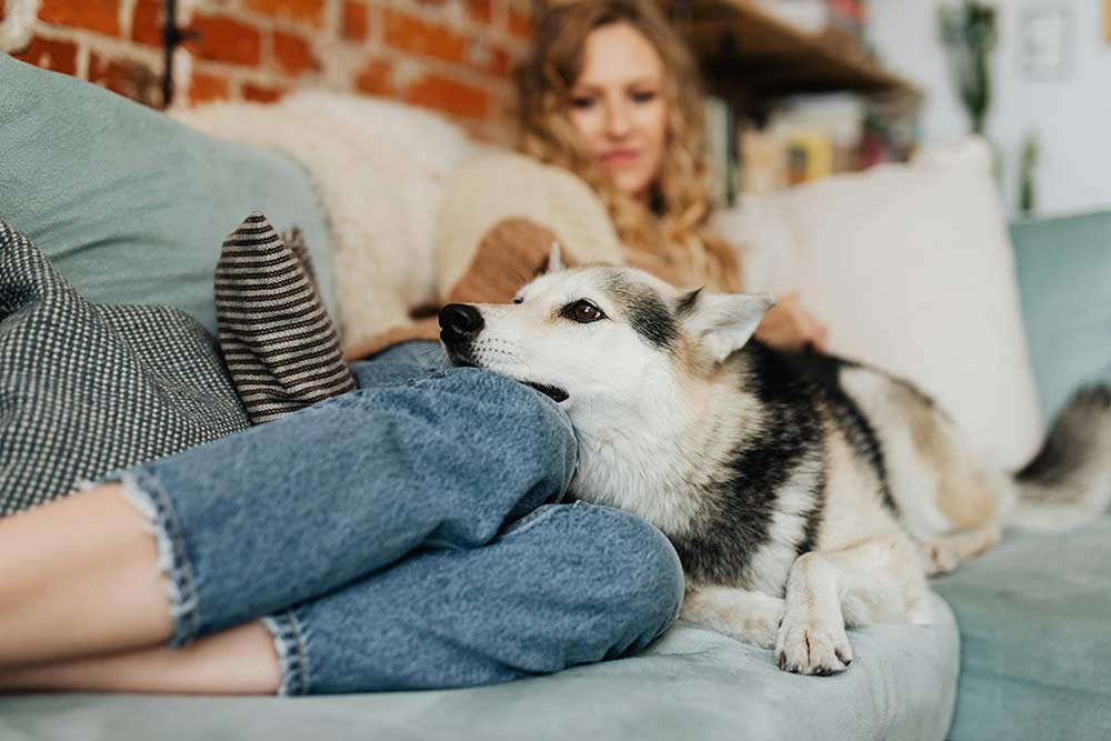 A content dog resting its head on a woman’s knees on a couch