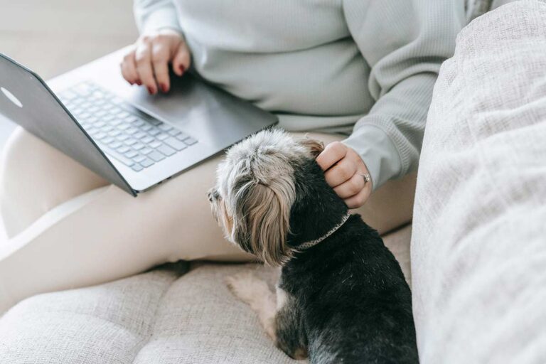 Dog on a couch next to woman working on a laptop